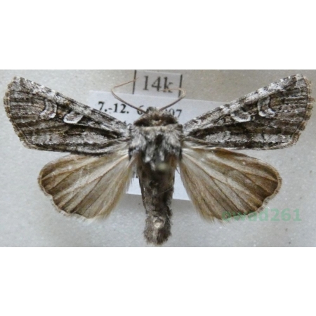 Lasionhada proxima (Hübner, 1809) Italy14k